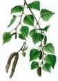 breza