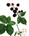kupinov list