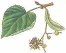 lipa
