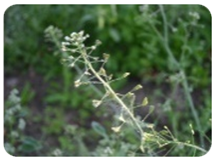 rusomaca 1