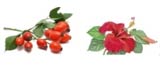 sipak hibiskus